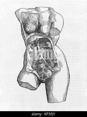 Illustriertes anatomisches Buch, in dem der menschliche Körper, einschließlich Muskeln, Knochen, Organe und physiologische Strukturen, detailliert dargestellt wird. wird für Studium und Ausbildung verwendet. Stockfoto