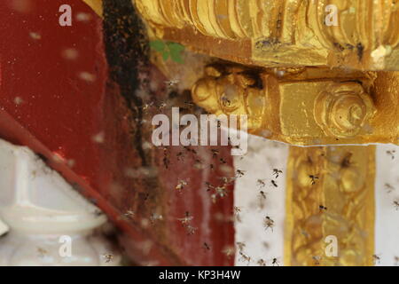 Ein Bienenstock der wilden Bienen können auf dem Gelände des Wat Phra That Nong Bua stupa gefunden werden. Stockfoto