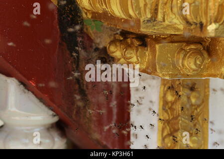 Ein Bienenstock der wilden Bienen können auf dem Gelände des Wat Phra That Nong Bua stupa gefunden werden. Stockfoto