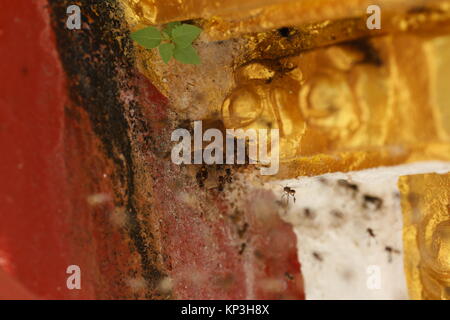 Ein Bienenstock der wilden Bienen können auf dem Gelände des Wat Phra That Nong Bua stupa gefunden werden. Stockfoto