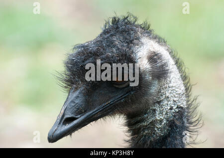 Emu, Dromaius novaehollandiae, Lavandula italienischen Schweizer Bauernhof, in der Nähe von Hepburn Springs, einem beliebten Wochenendziel in Victoria, Australien Stockfoto