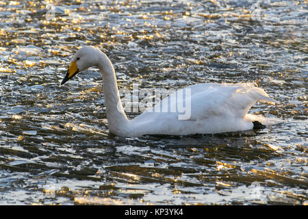 Burscough, Lancashire, UK. 13 Dez, 2017. UK Wetter. Wandernde Singschwan. Schwierige Bedingungen für Wild- und Wasservögel wie Sie finden das gefrorene Wasser macht das Finden der Nahrung stark durch die gebrochene Eis. In migriert aus kälteren Gegenden die Vögel, Enten und Schwäne, überwintern im Naturschutzgebiet sind nun die extreme Kälte schränkt Ihre Suche nach Nahrung. Credit: MediaWorldImages/AlamyLiveNews Stockfoto