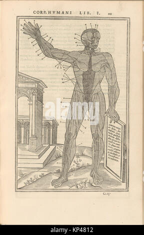 Eine detaillierte anatomische Illustration aus „de dissectione partium corporis humani libri tres“, die menschliche Körperstrukturen für die Bildung hervorhebt. Stockfoto