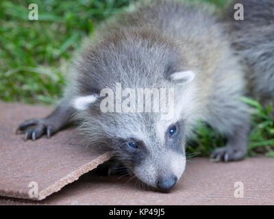 Baby Waschbär Stockfoto