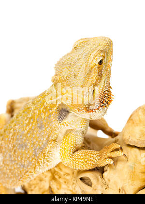 Bartagamen Eidechse Stockfoto