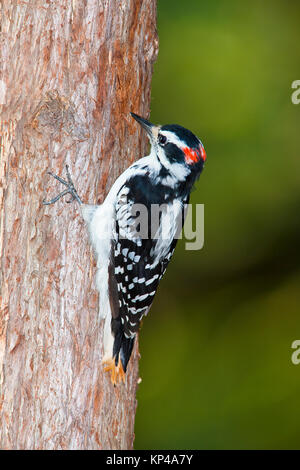 Downy Woodpecker grabbing auf Baum Stockfoto