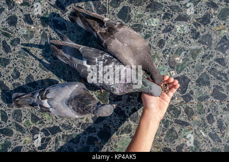 Tauben füttern die Hand Stockfoto