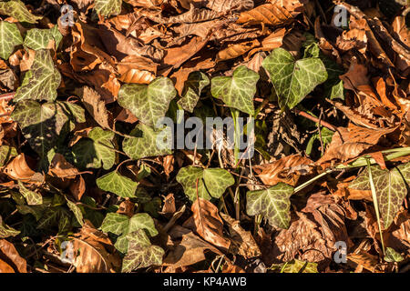 Gefallenen braune Bltter und Efeu in der Mitte des Waldes Stockfotografie  - Alamy