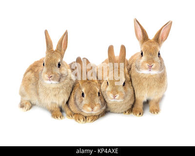 schöne Baby Hasen Stockfoto