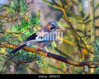 Eichelhäher Garrulus glandarius im Winter Stockfoto