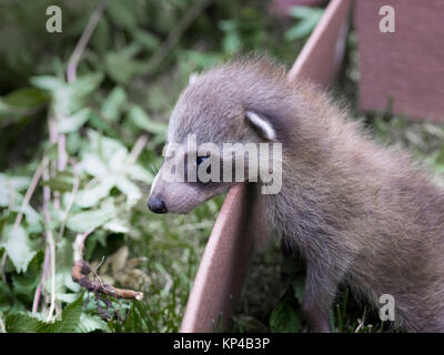 Waschbär Stockfoto