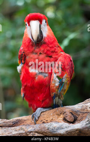 Rot Vogel auf einem Ast Stockfoto