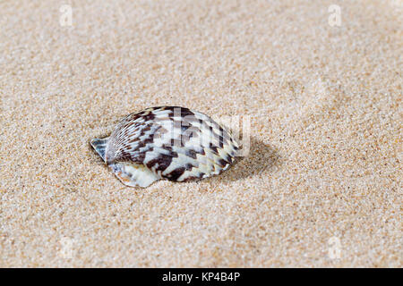 Muscheln auf sand Stockfoto