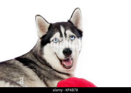 lächelnd husky Stockfoto