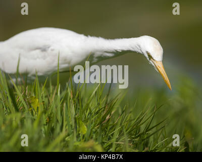 Swan auf Nahrungssuche im Gras Stockfoto