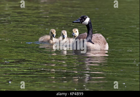 Eine kanadische Gans schwimmen mit ihren Gänschen. Stockfoto