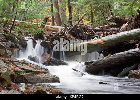 Wasserfall bei Ricketts Glen State Park, Benton, Pennsylvania, USA. Stockfoto