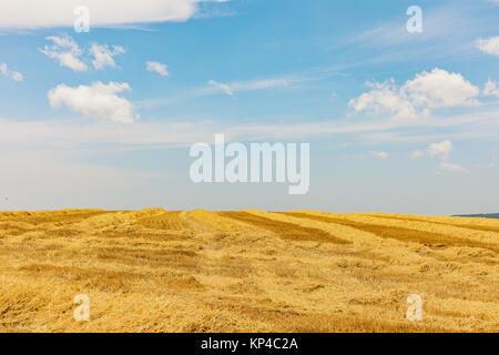 Landwirtschaftlichen Bereich, in dem die Ernte von Getreide. Feld mit Getreide. Blauer Himmel. Anbau, trockenen Roggen stammt, Erntezeit, gesunde Ernährung anhand von quantitativen Simulatio Stockfoto