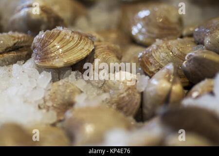 Aus nächster Nähe erschossen von Muscheln auf Eis Stockfoto