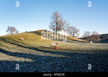 Swaledale Schafe auf einen Wintertag an Aysgarth, Wensleydale, Yorkshire Dales National Park, Großbritannien Stockfoto