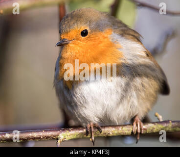 Robin thront in einem Baum Stockfoto