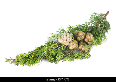 Zypresse-Zweig mit Beeren, isoliert auf weiss Stockfoto