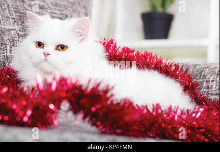 Inland nach weißen Perser Katze Stockfoto