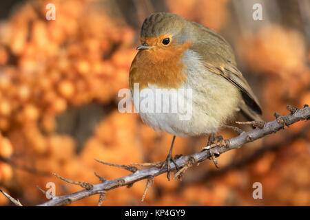 Robin auf Sanddornbeeren Stockfoto