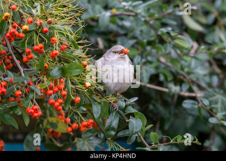 Gesperrt Warbler (Sylvia nisoria). Dies ist der erste Winter Vogel an Titchfield Haven, Großbritannien im November und Dezember 2017, wo er sich auf Beeren ernährt. Stockfoto