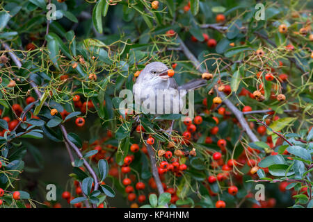 Gesperrt Warbler (Sylvia nisoria). Dies ist der erste Winter Vogel an Titchfield Haven, Großbritannien im November und Dezember 2017, wo er sich auf Beeren ernährt. Stockfoto