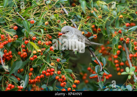 Gesperrt Warbler (Sylvia nisoria). Dies ist der erste Winter Vogel an Titchfield Haven, Großbritannien im November und Dezember 2017, wo er sich auf Beeren ernährt. Stockfoto