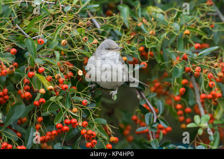 Gesperrt Warbler (Sylvia nisoria). Dies ist der erste Winter Vogel an Titchfield Haven, Großbritannien im November und Dezember 2017, wo er sich auf Beeren ernährt. Stockfoto