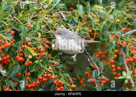 Gesperrt Warbler (Sylvia nisoria). Dies ist der erste Winter Vogel an Titchfield Haven, Großbritannien im November und Dezember 2017, wo er sich auf Beeren ernährt. Stockfoto