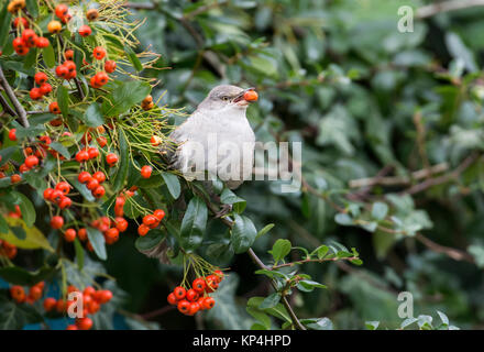 Gesperrt Warbler (Sylvia nisoria). Dies ist der erste Winter Vogel an Titchfield Haven, Großbritannien im November und Dezember 2017, wo er sich auf Beeren ernährt. Stockfoto