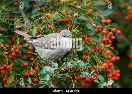 Gesperrt Warbler (Sylvia nisoria). Dies ist der erste Winter Vogel an Titchfield Haven, Großbritannien im November und Dezember 2017, wo er sich auf Beeren ernährt. Stockfoto