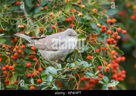 Gesperrt Warbler (Sylvia nisoria). Dies ist der erste Winter Vogel an Titchfield Haven, Großbritannien im November und Dezember 2017, wo er sich auf Beeren ernährt. Stockfoto