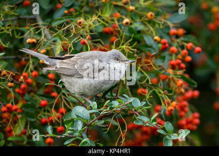 Gesperrt Warbler (Sylvia nisoria). Dies ist der erste Winter Vogel an Titchfield Haven, Großbritannien im November und Dezember 2017, wo er sich auf Beeren ernährt. Stockfoto