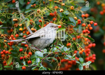 Gesperrt Warbler (Sylvia nisoria). Dies ist der erste Winter Vogel an Titchfield Haven, Großbritannien im November und Dezember 2017, wo er sich auf Beeren ernährt. Stockfoto