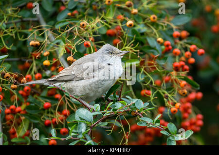 Gesperrt Warbler (Sylvia nisoria). Dies ist der erste Winter Vogel an Titchfield Haven, Großbritannien im November und Dezember 2017, wo er sich auf Beeren ernährt. Stockfoto