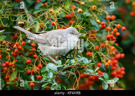 Gesperrt Warbler (Sylvia nisoria). Dies ist der erste Winter Vogel an Titchfield Haven, Großbritannien im November und Dezember 2017, wo er sich auf Beeren ernährt. Stockfoto