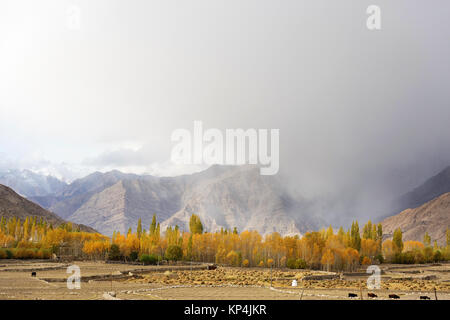 Ladakhi Landschaft im Herbst, mit Bäumen im Herbst Farben und Berge des Himalaja im Hintergrund, Ladakh, Jammu und Kaschmir, Indien. Stockfoto