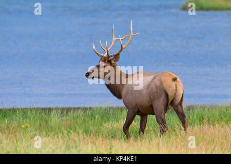 Elk/Wapiti (Cervus canadensis) Bull auf See im Sommer, Jasper National Park, Alberta, Kanada Stockfoto