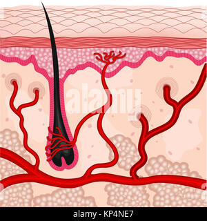 Abbildung der menschlichen Hautzellen Stockfoto