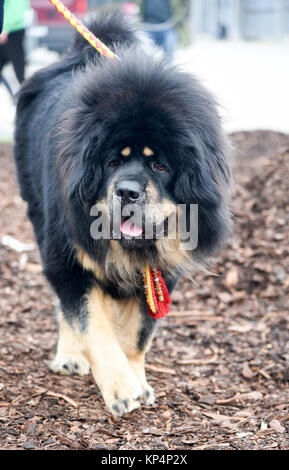 Der Tibetische Mastiff ist eine große tibetische Hunderasse. Ursprung mit der nomadischen Kulturen von Tibet, China, Indien, Mongolei, Nepal, es wird von lokalen tr verwendet Stockfoto