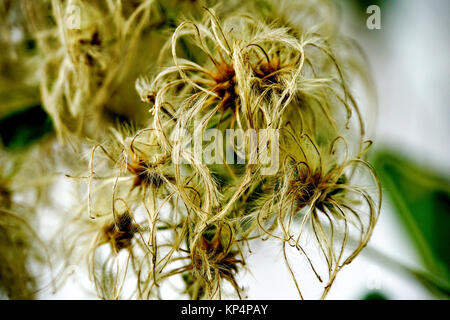 Weiche selektiven Fokus einer Trocknung Blume Stockfoto