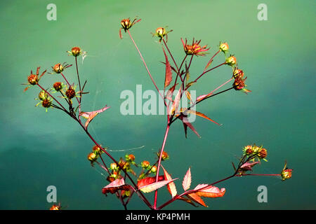 Weiche selektiven Fokus einer Trocknung Blume auf grünem Hintergrund Stockfoto