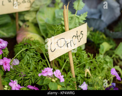 Eine hausgemachte Zeichen bei Möhren in einem Gemüsegarten. Stockfoto
