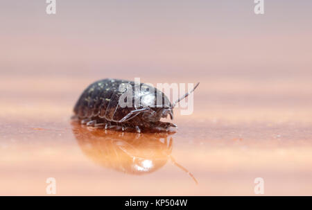 Myriapod, Holz Laus Stockfoto