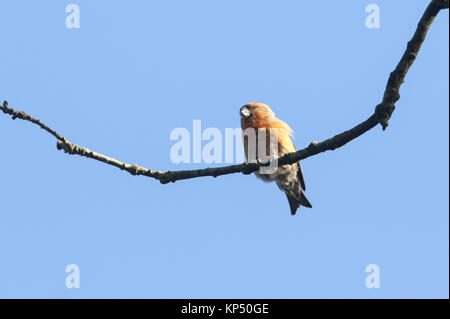 Eine atemberaubende seltene männliche Papagei Gegenwechsel (Loxia pytyopstittacus) auf dem Ast eines Baumes thront. Stockfoto