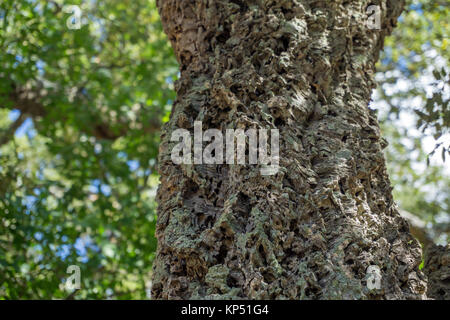 Abgeschälte Korkeiche (Quercus suber), Olbia-Tempio, Gallura, Sardinien, Italien, Mittelmeer, Europa Stockfoto
